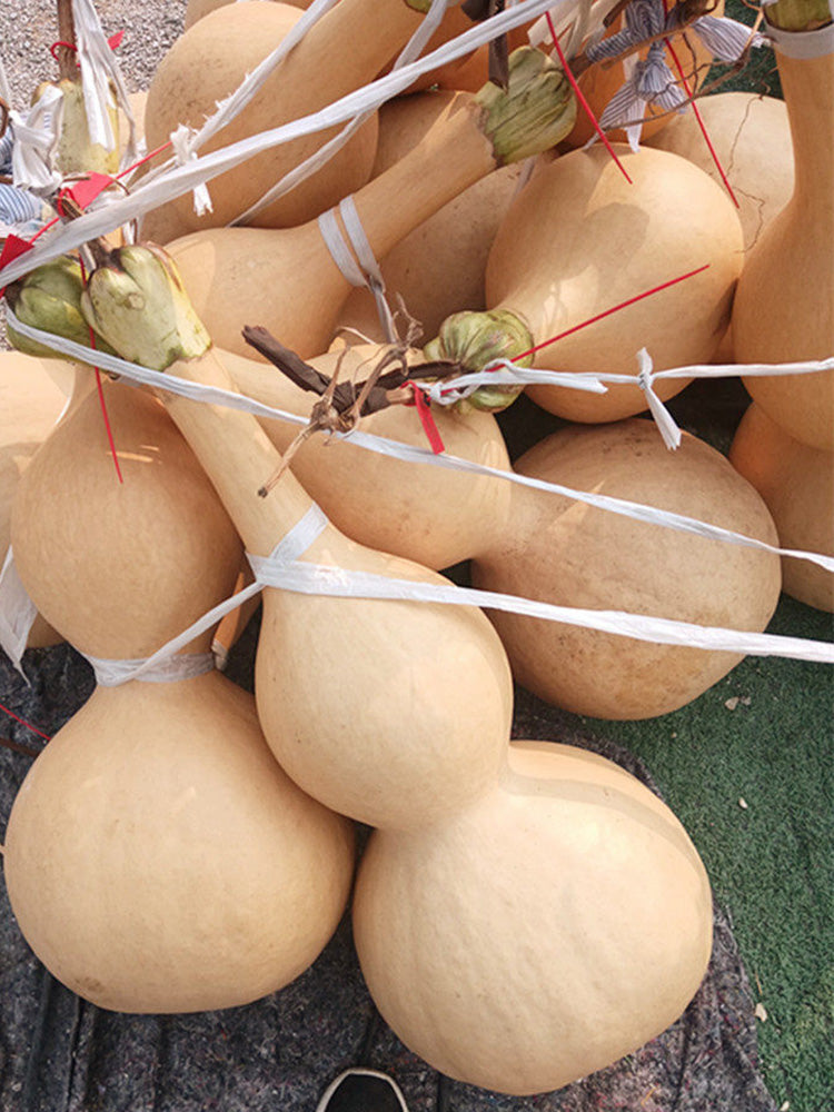 Extra Large Waist Gourd