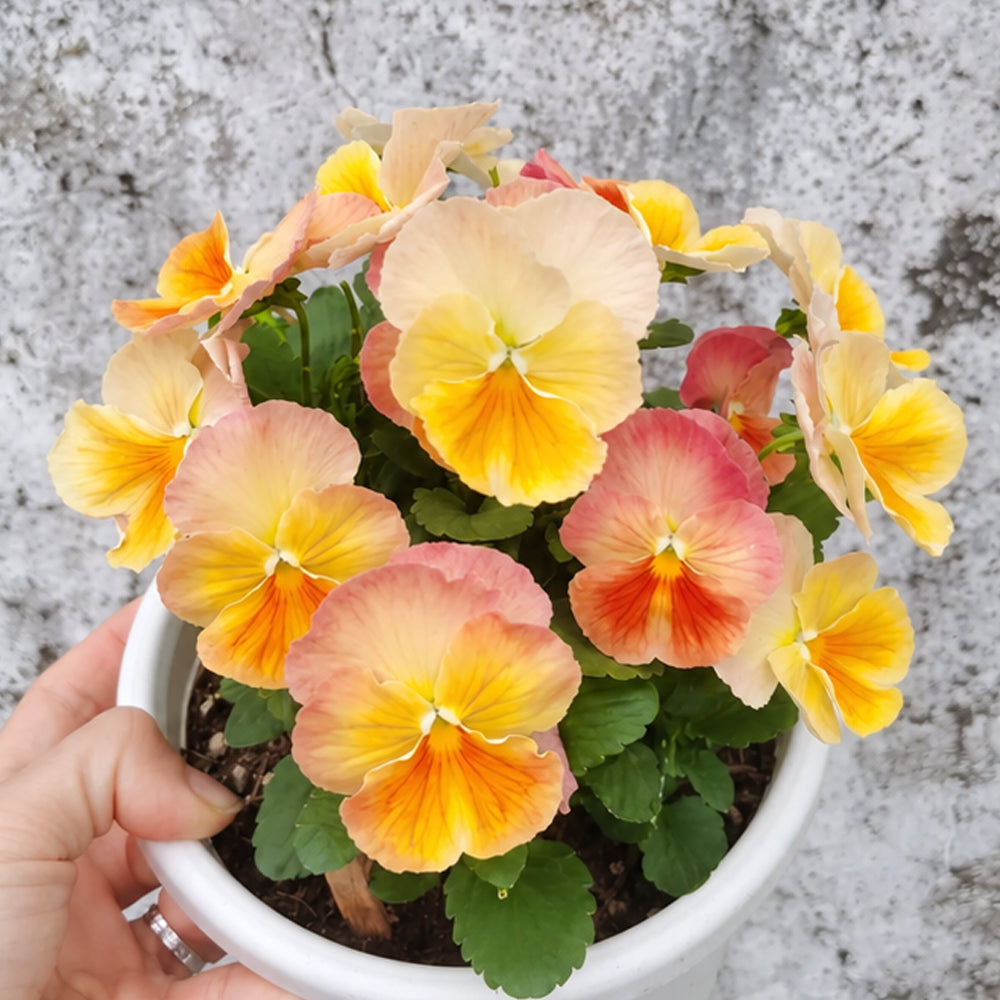 U2335 Imperial Antique Shades F1 Pansy