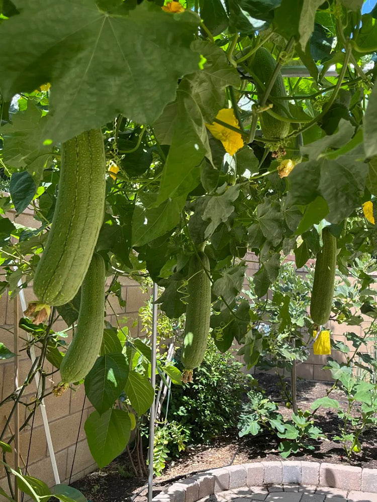 Yushuai Smooth Luffa