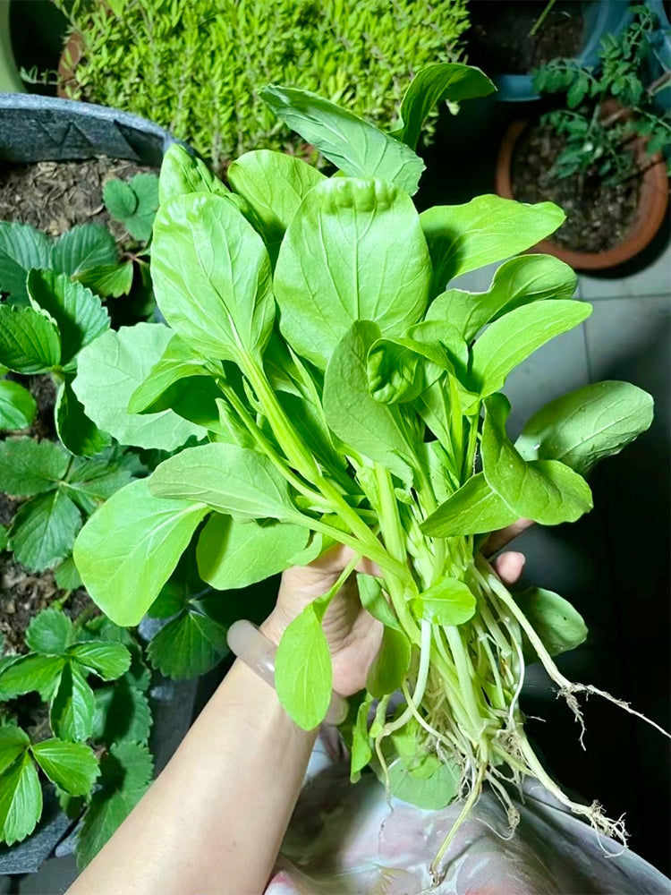 Round-Leaved Baby Bok Choy
