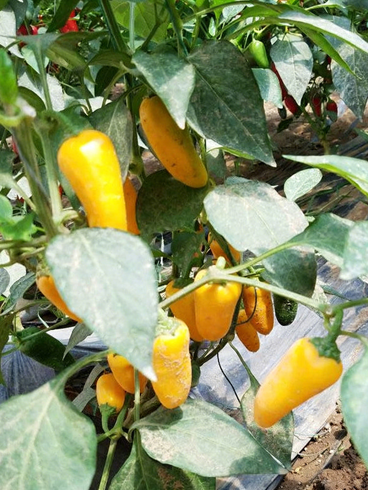 Mini Yellow Sweet Pepper