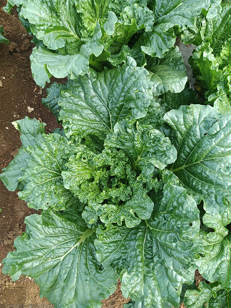 'Cuiqing 55' Qingmaye Chinese Cabbage