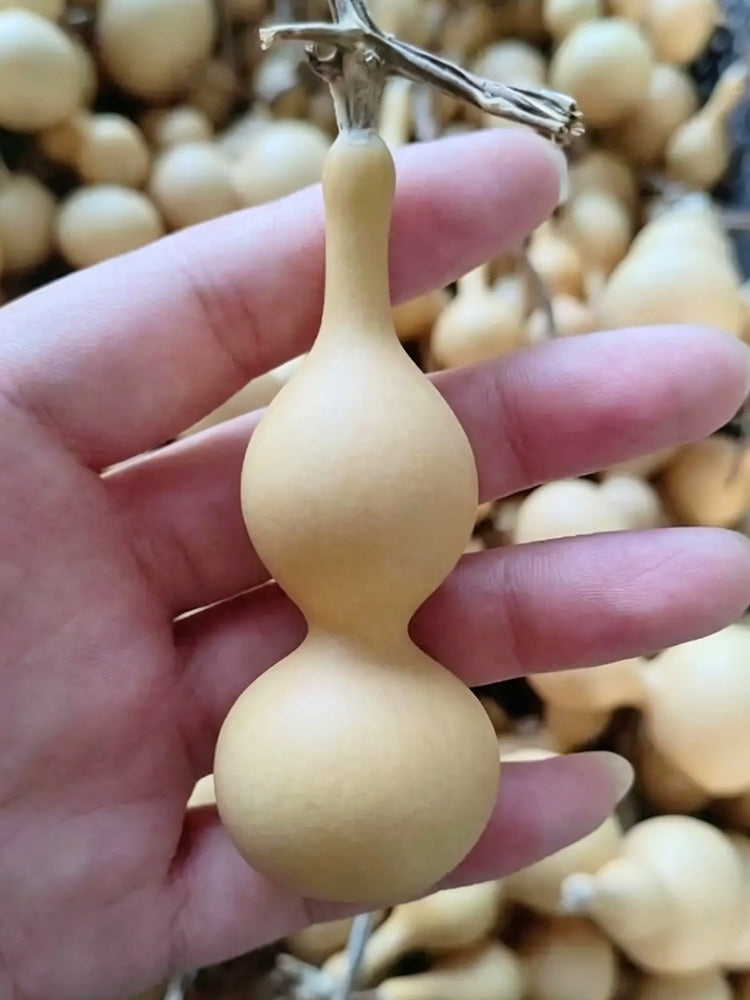 Tianjin Mouth Gourd