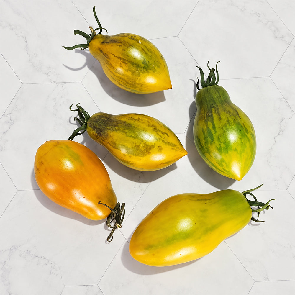 302 Zun Du Jia Du F2 Tomato