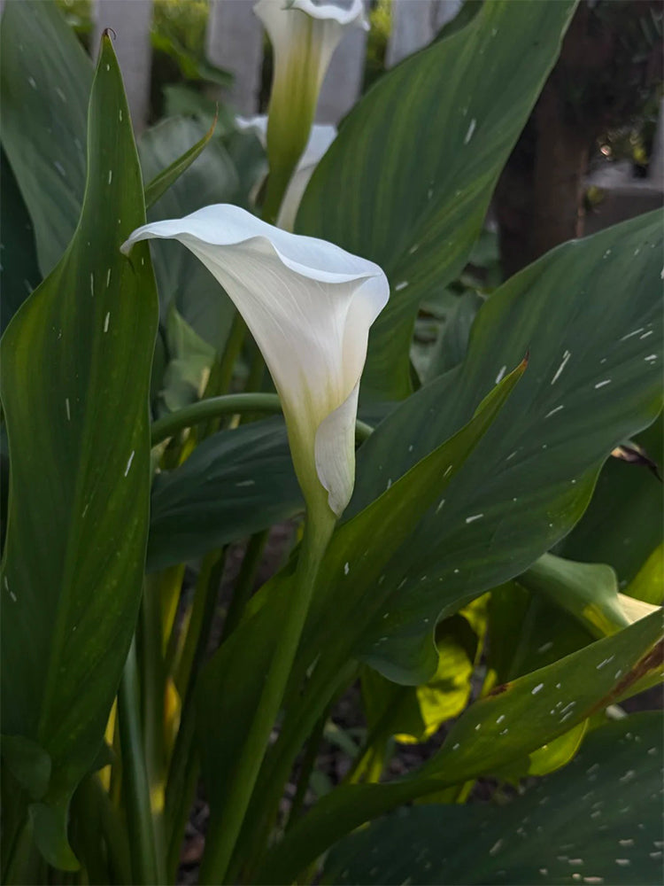 'White Art' Calla Lily