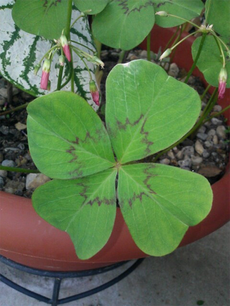 Oxalis deppei 'Mexico BotKA G4'