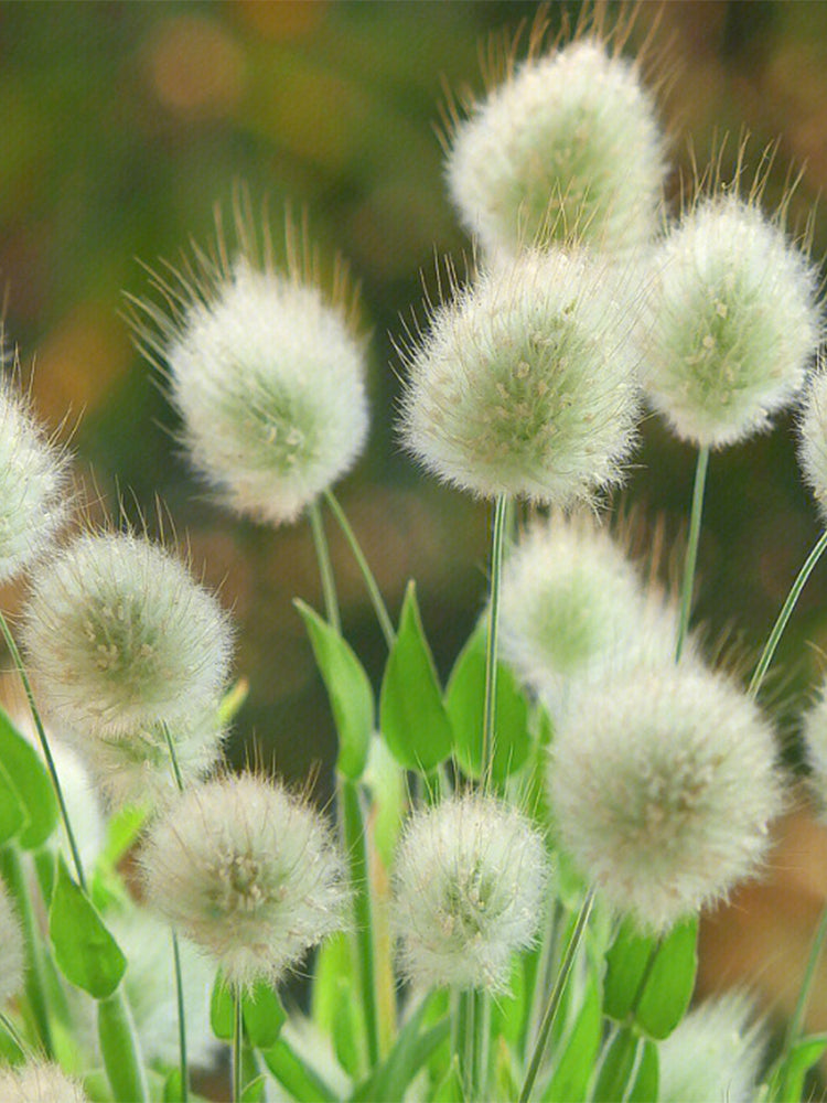 Hezhichun Bunny Tail Grass