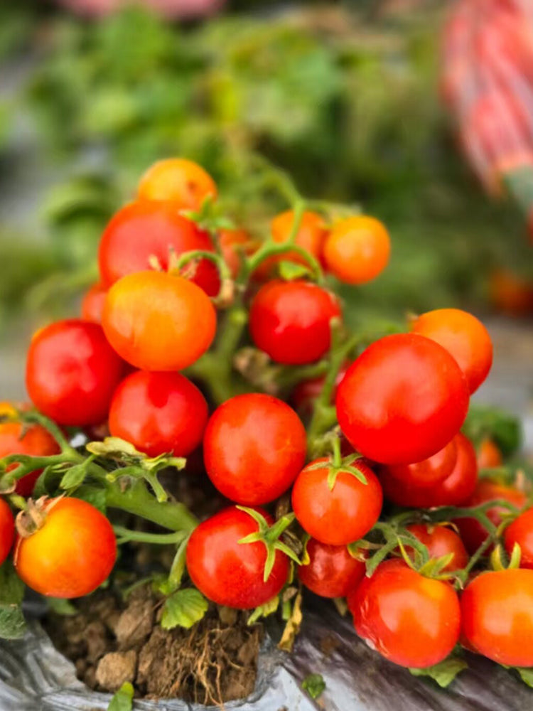 876 Micro Fortune Fairy Tomato