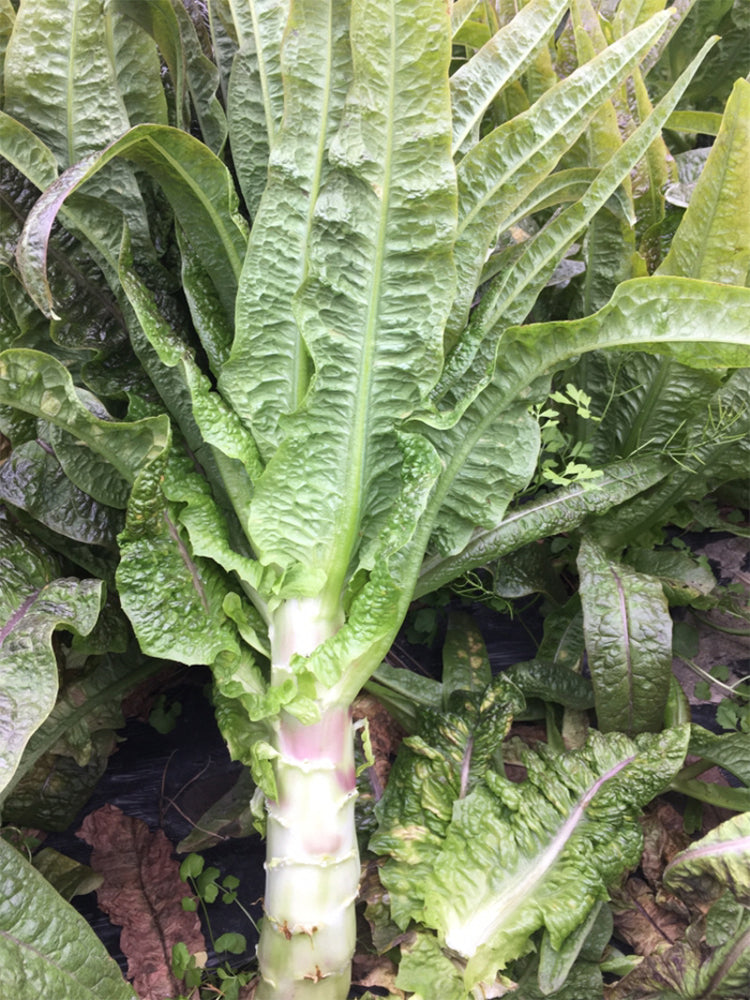'Jiemei' Red Celtuce