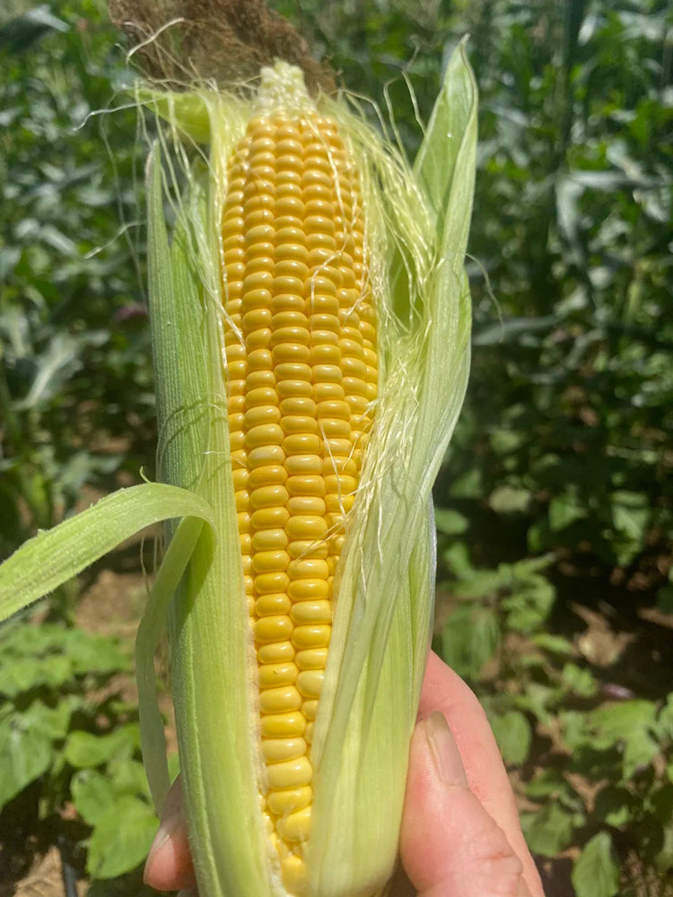 Huangnuo 589 Waxy Corn