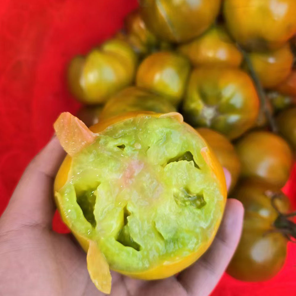 779 Spear's Tennessee Green Tomato