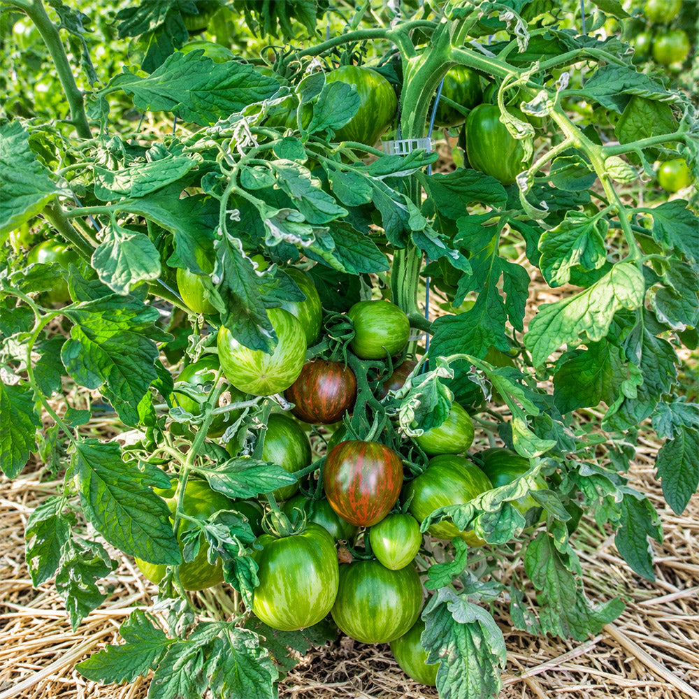 33 Moonlight Mile Tomato
