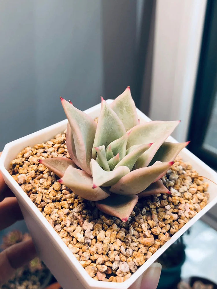 Echeveria cv. 'Dumpling Wrapper'