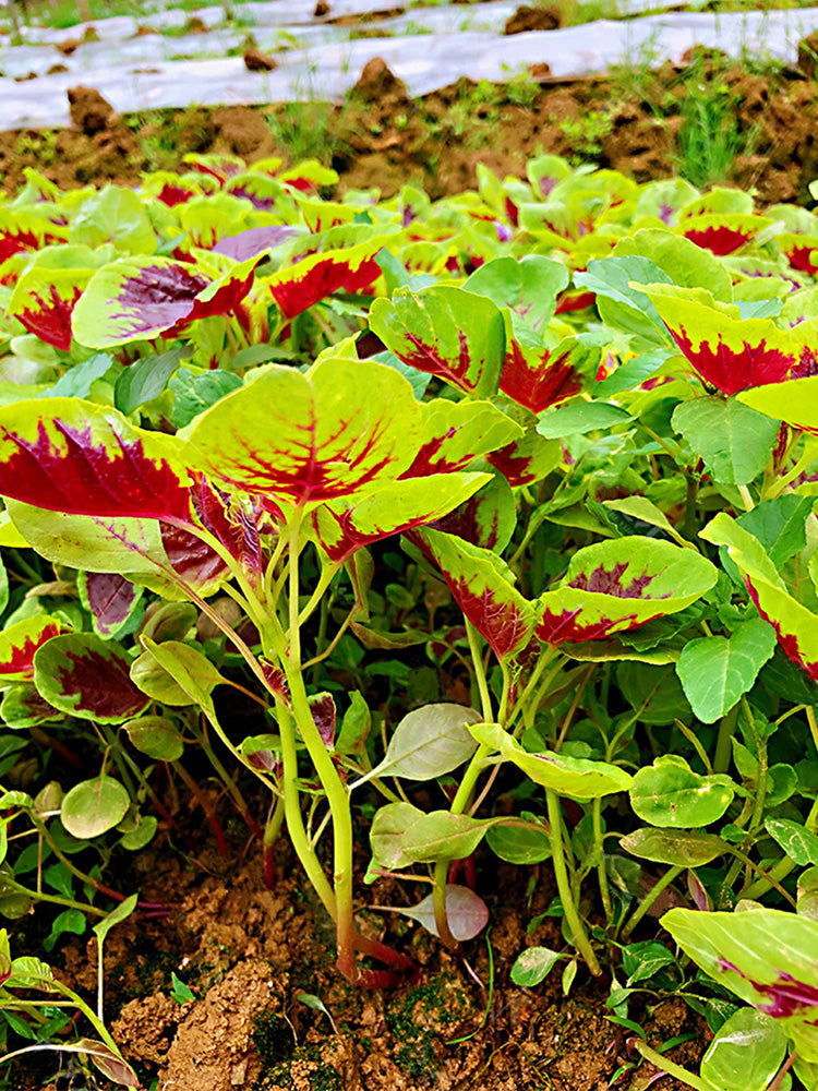 Red-Green Round-leaf Amaranth