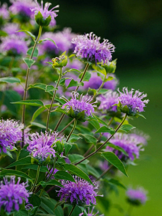 Monarda didyma