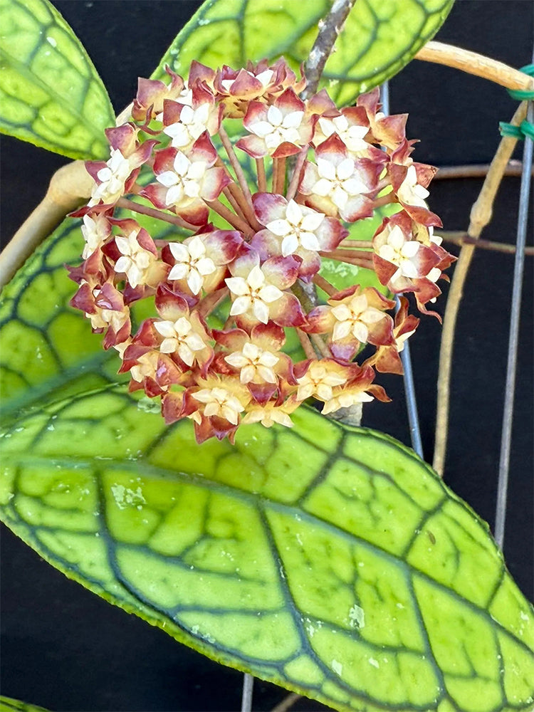 Hoya finlaysonii 'Nova'