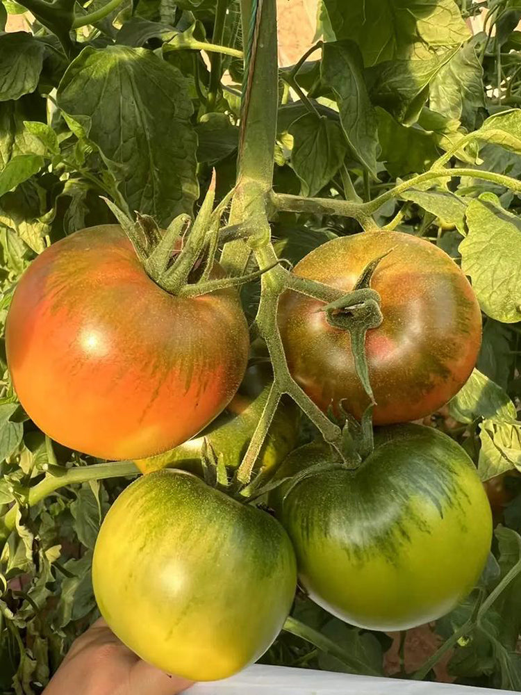 Xingchi Big Strawberry Tomato