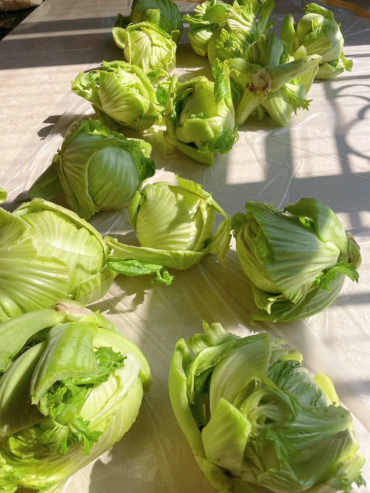 'Selected Dapingpu 818' Mustard Greens