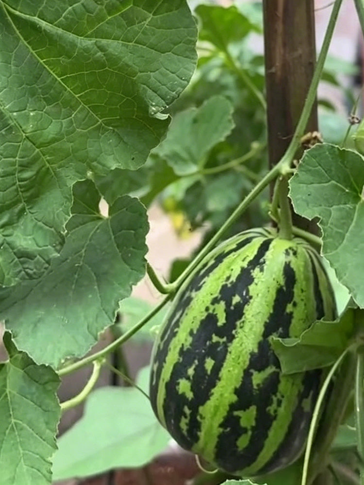 Bingtangzi High-Sugar Melon