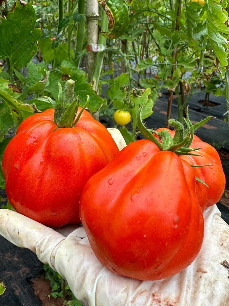 Camille Tomato
