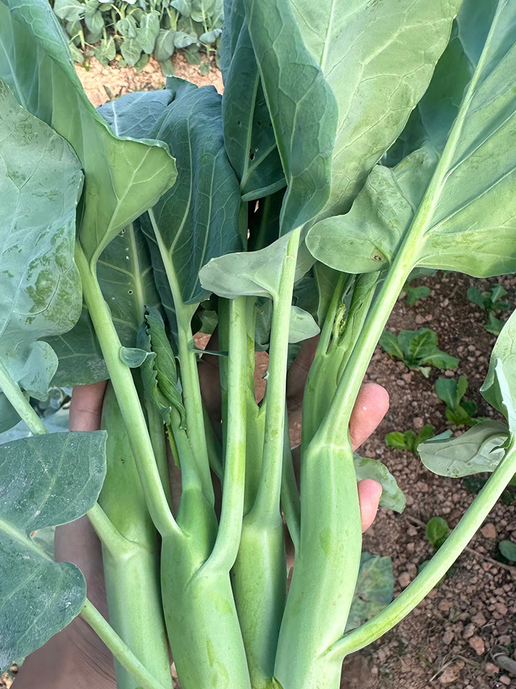'Nongyan Yellow Flower' Chinese Kale