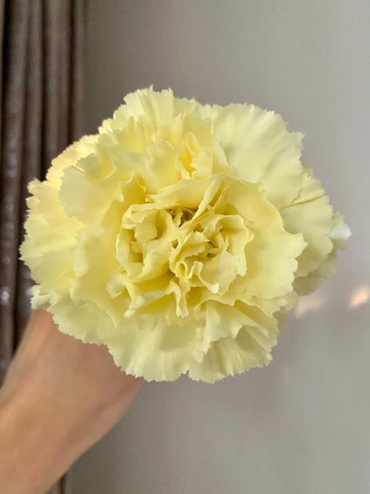 Yellow Carnation