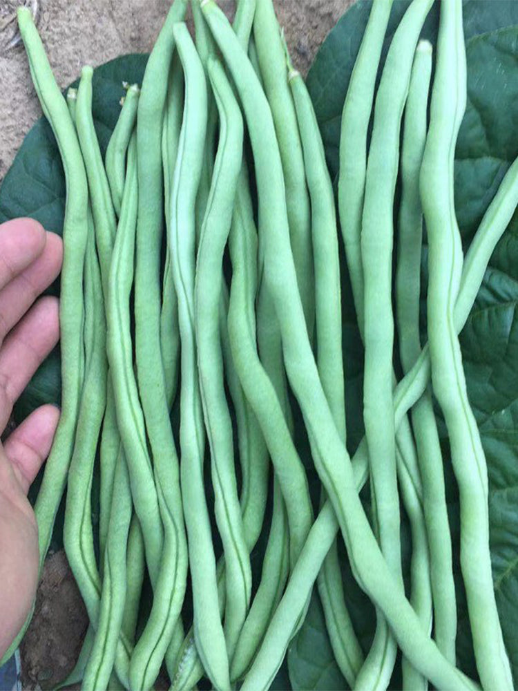 Stringless Snap Beans