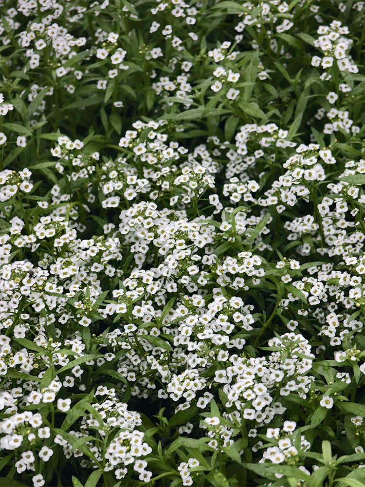 White Sweet Alyssum