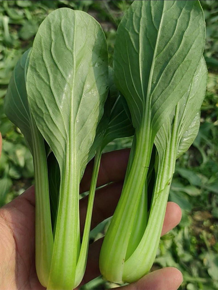 'Tingmei No.1' Baby Bok Choy