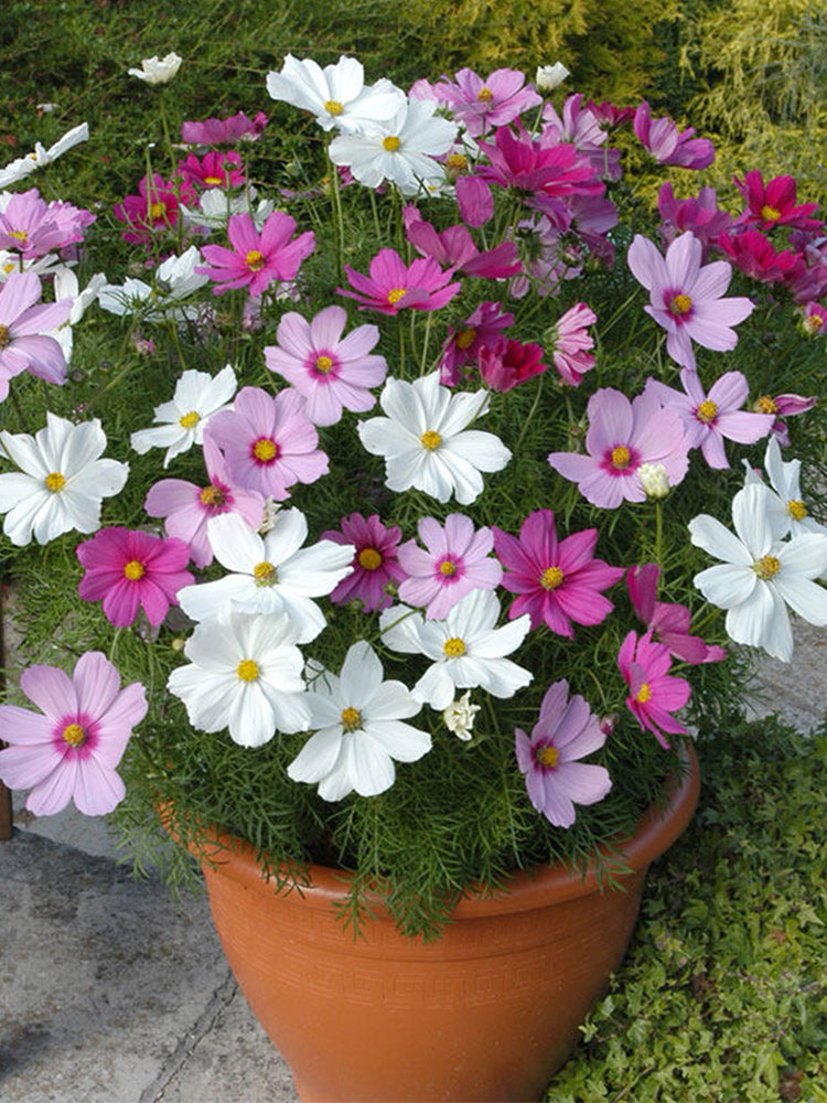 Hezhichun Mixed Color Cosmos