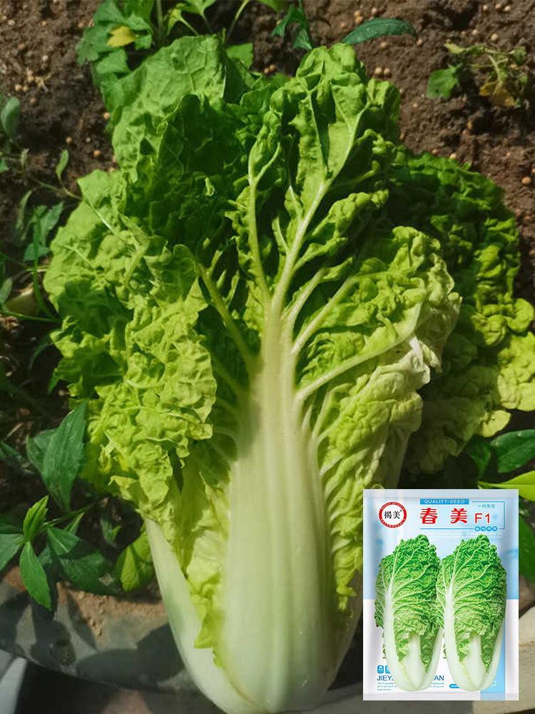 Chunmei F1 Hybrid Chinese Cabbage