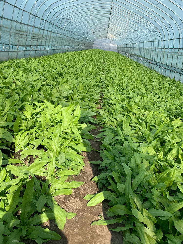 Traditional Tender Youmai Cai