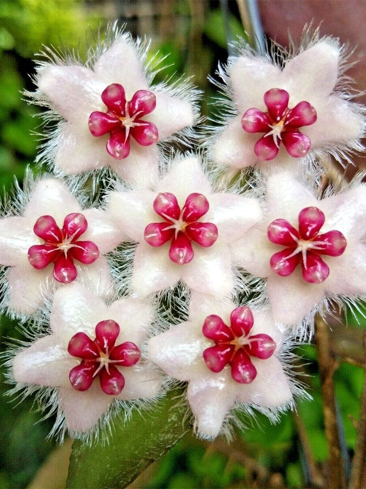 Hoya caudata Unrooted Stem Cuttings