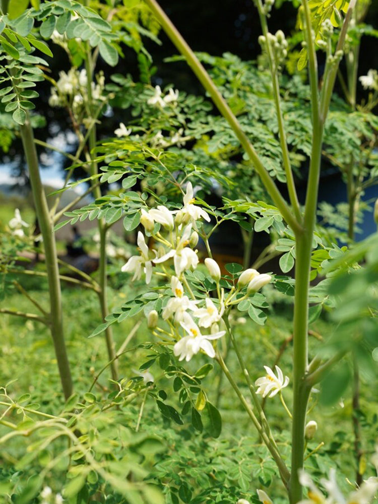 Moringa tree