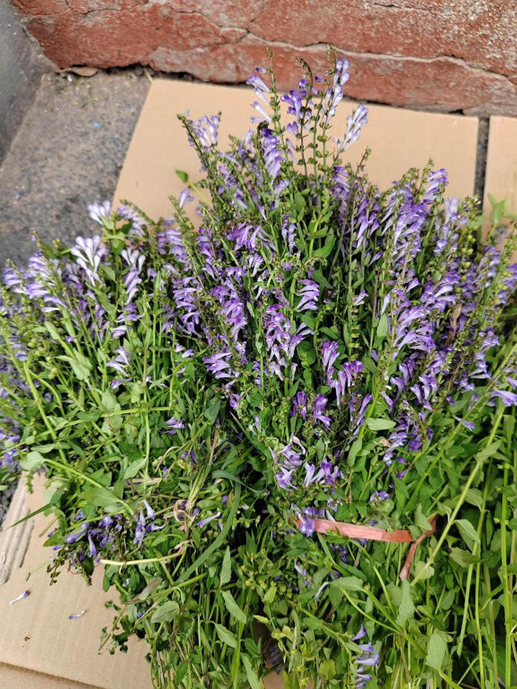 Barbed Skullcap