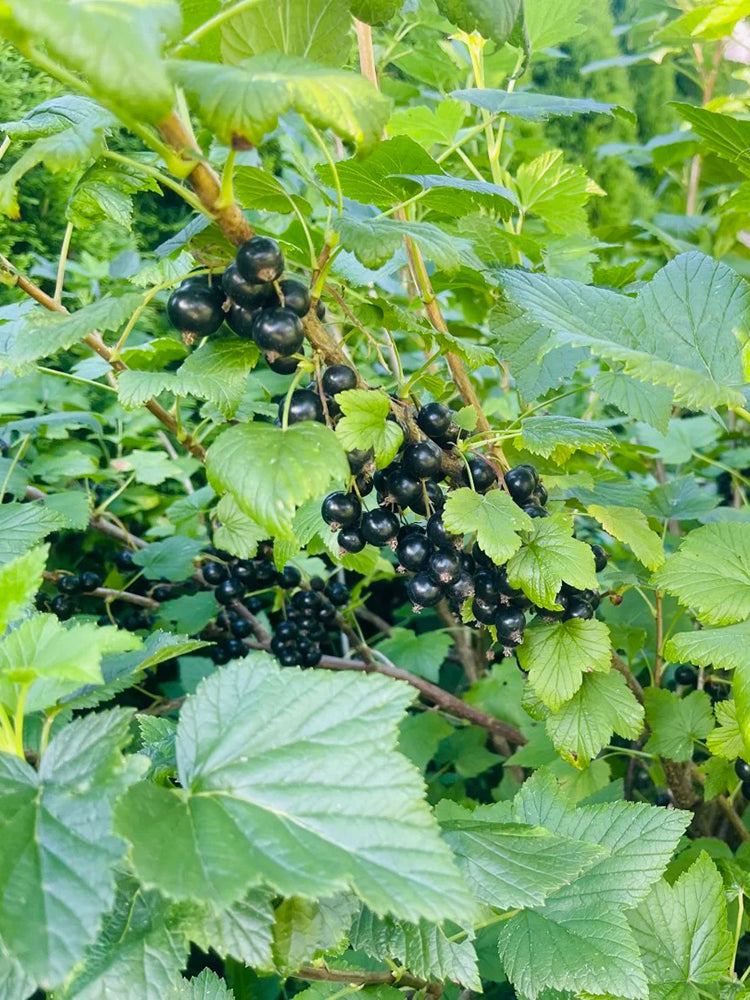 Black Currant