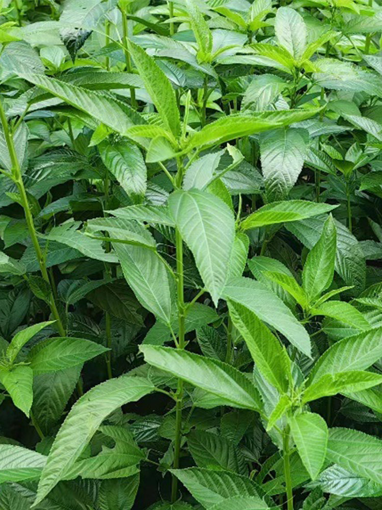 Jute (Corchorus capsularis L.)