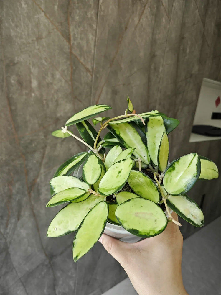 Hoya parasitica 'Variegated In' Unrooted Stem Cuttings