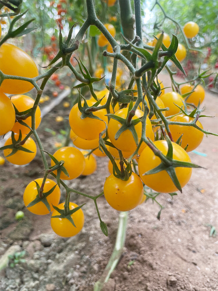 Charlotte Cherry Tomato