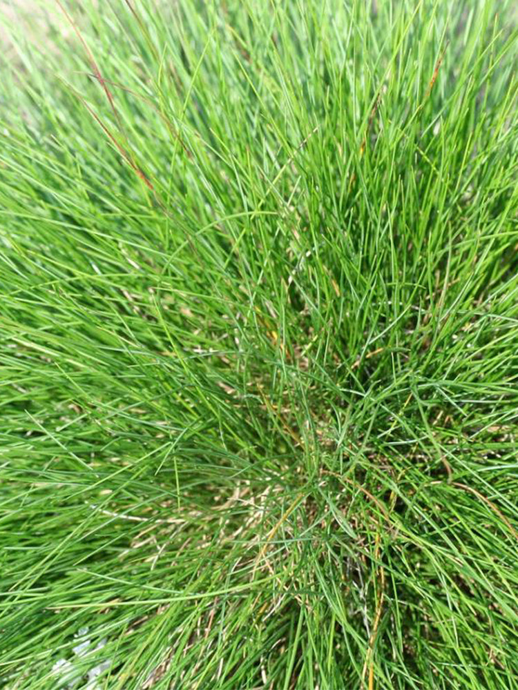 Red Fescue