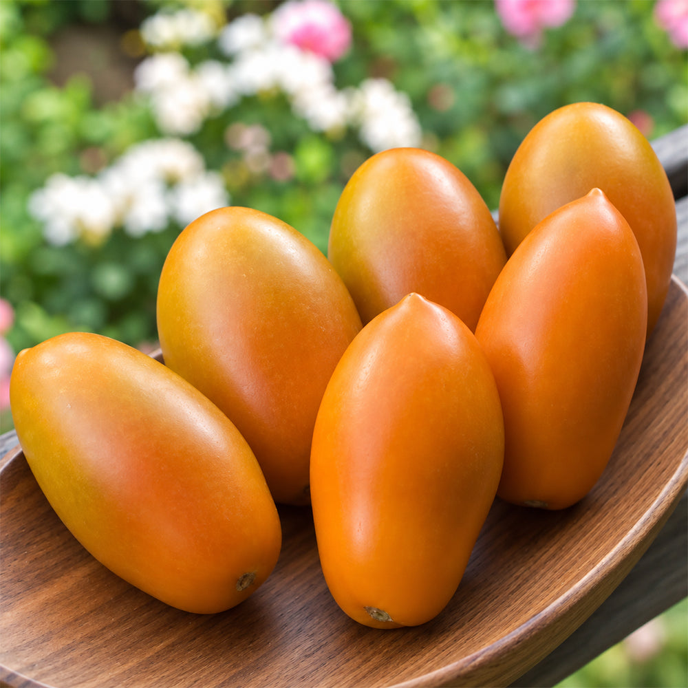 511 Butterscotch Tomato