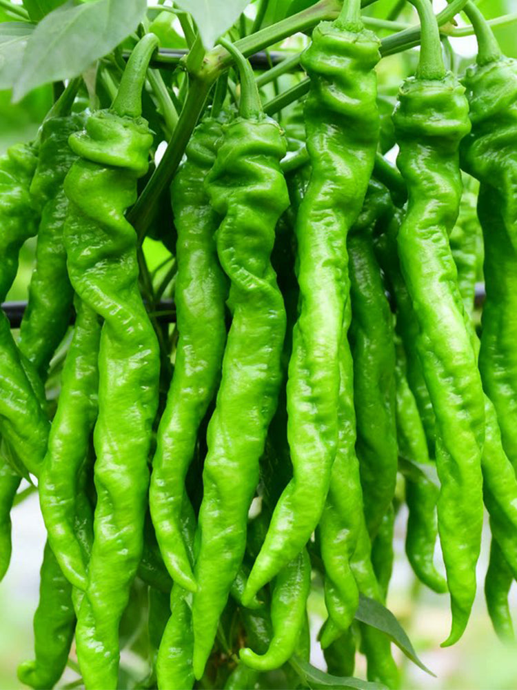 'Meinaxiang' Spiral Pepper