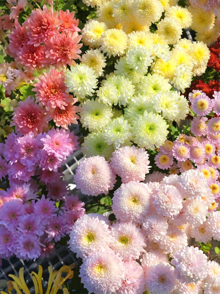Hezhichun Mixed Color China Aster