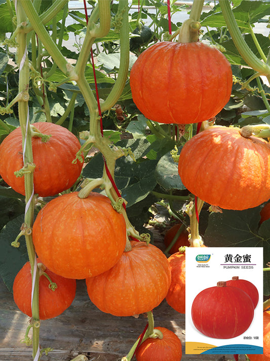 Golden Honey Pumpkin