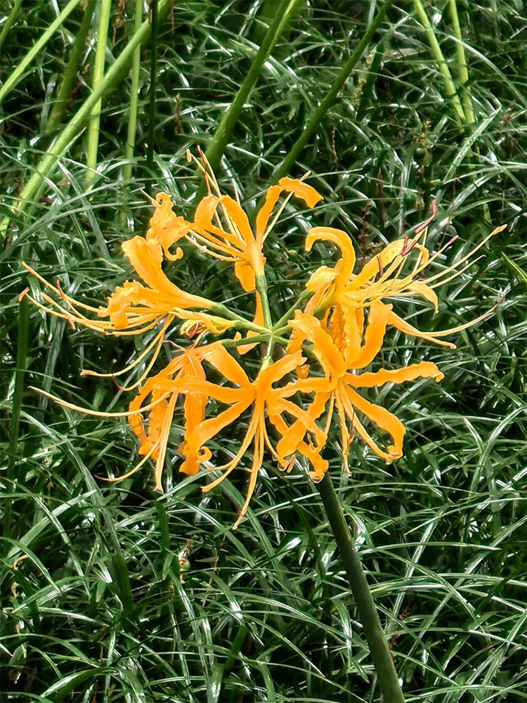 Golden Spider Lily