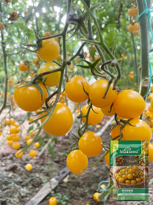Charlotte Cherry Tomato