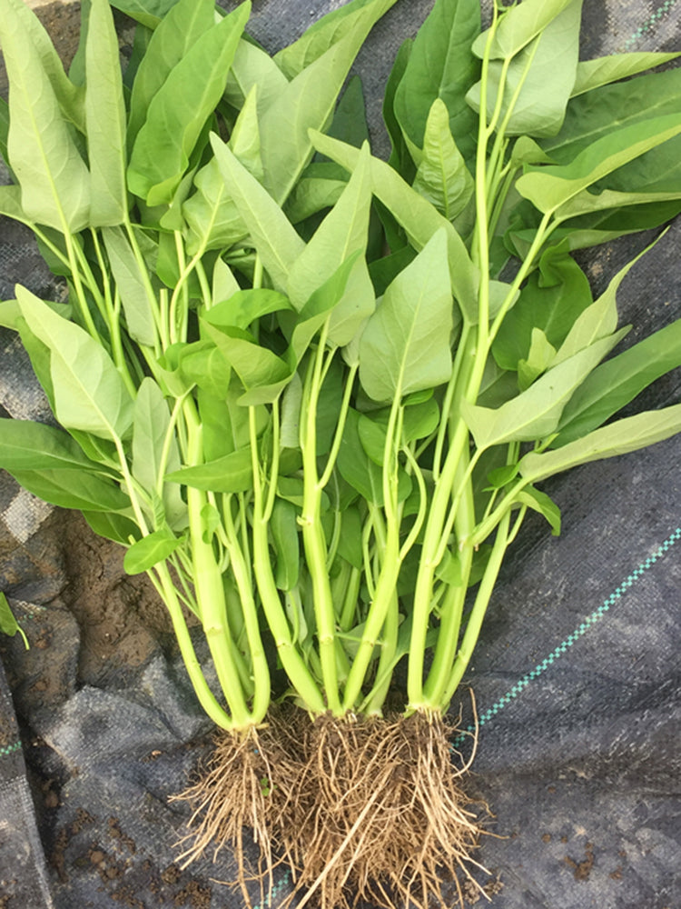 Meifeng No.3 Water Spinach