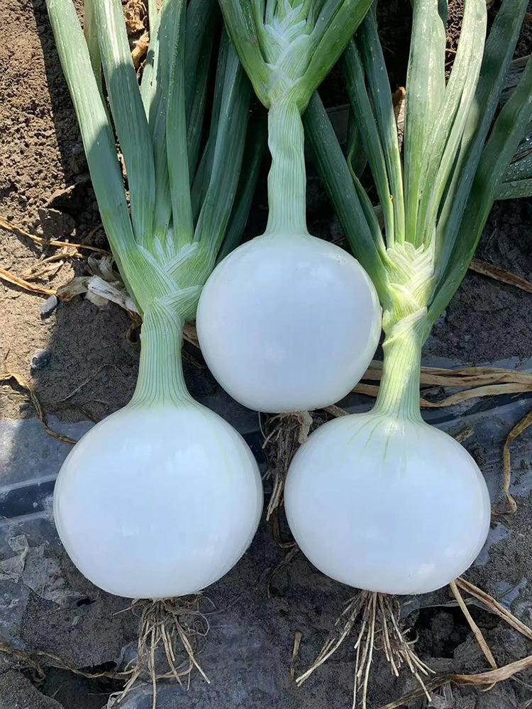 White Bulb Onion