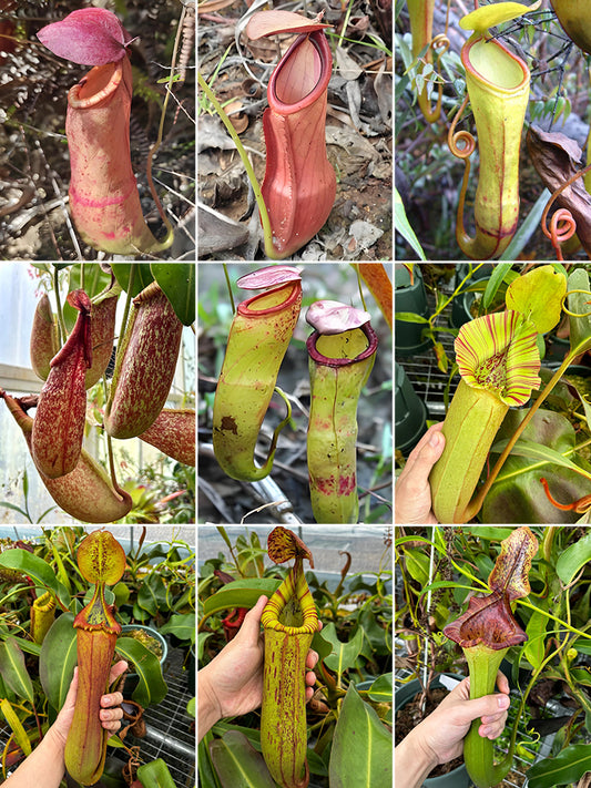 Nepenthes mirabilis Seeds Mixed