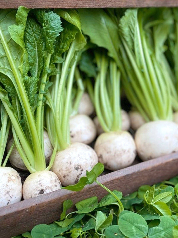 Dongsheng Baby Turnip
